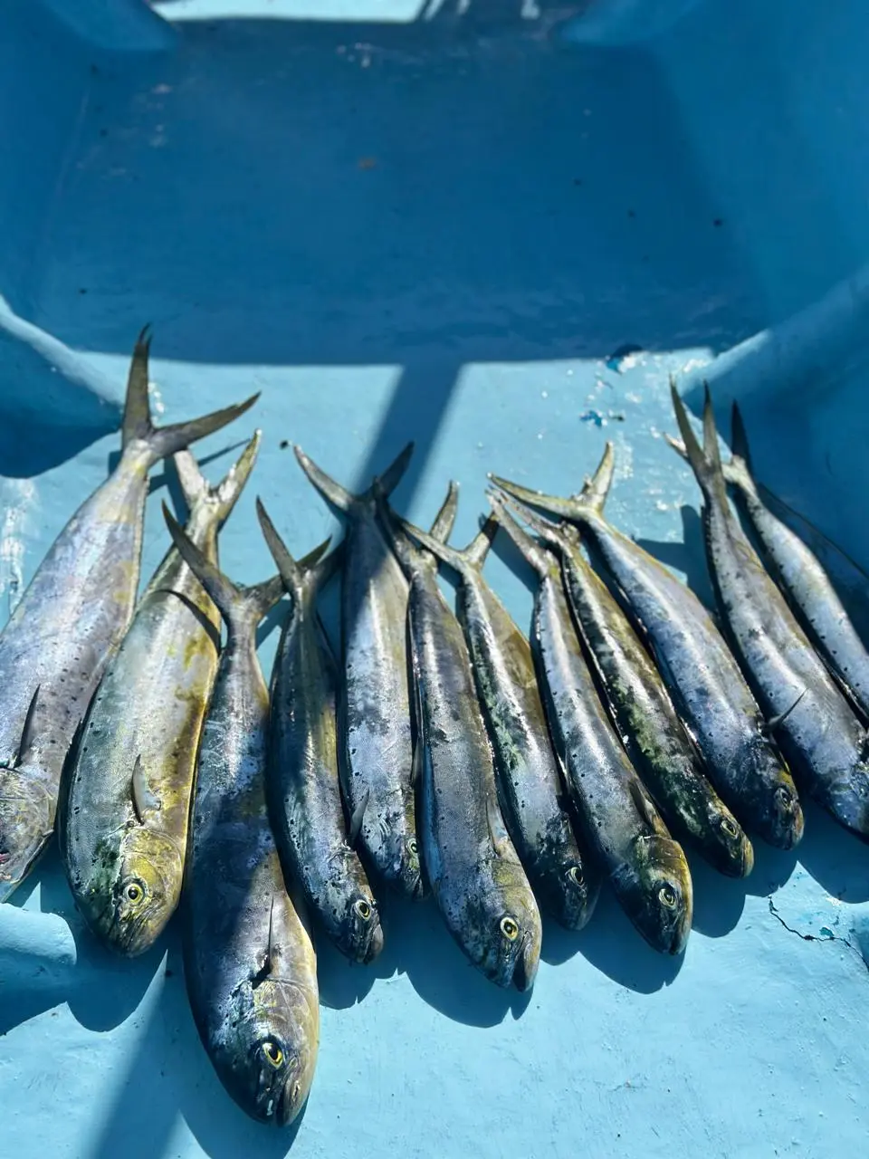 Rows of freshly caught fish laid out on a blue boat deck in Amed