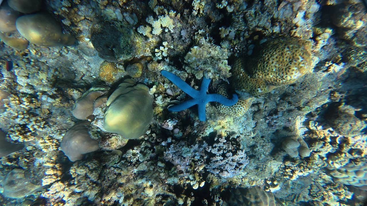 Bright blue starfish resting on a coral reef in Amed
